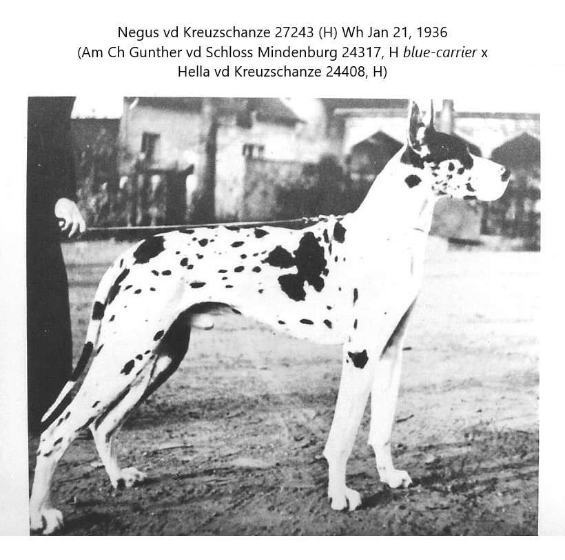 Negus vd Kreuzschanze